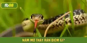 nằm mơ thấy rắn điềm gì