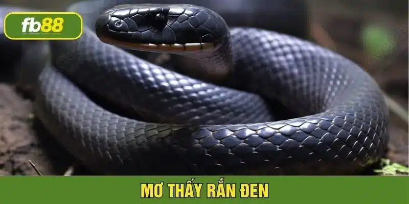 Mơ thấy rắn đen nên cẩn trọng vì dễ gặp tai hoạ